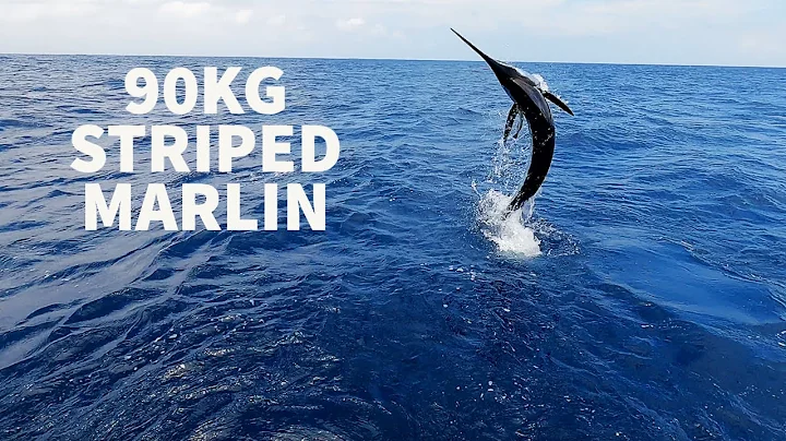 STRIPED MARLIN - NELSON BAY
