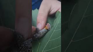 Maple the frog | Testing if a frog will move when wrapped up | #frogs #nature #pranks #funny #fyp