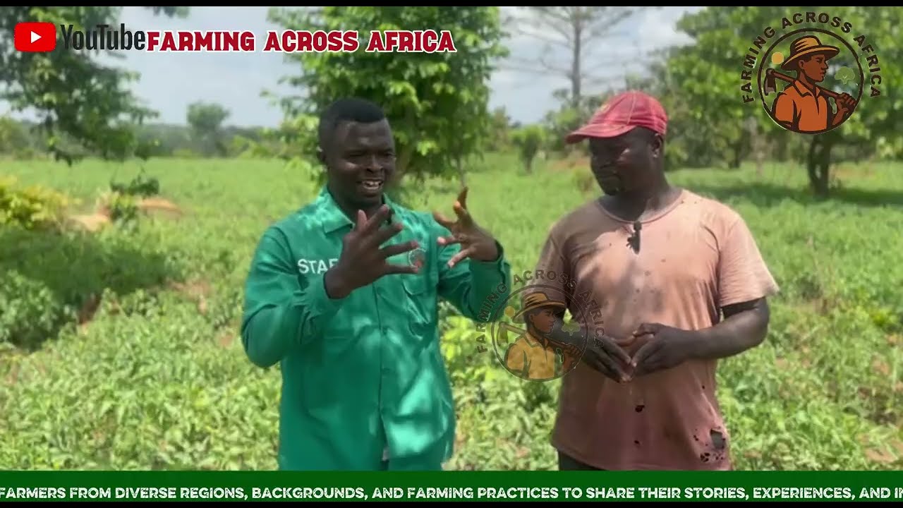 GHS 900,000 Profit From 15Acres in Just 3 Months Meet Mr Frimpong Over 30 Years Tomato Farming Maven