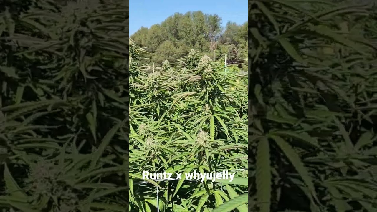 Pink Hairs on the Hoodcandy!