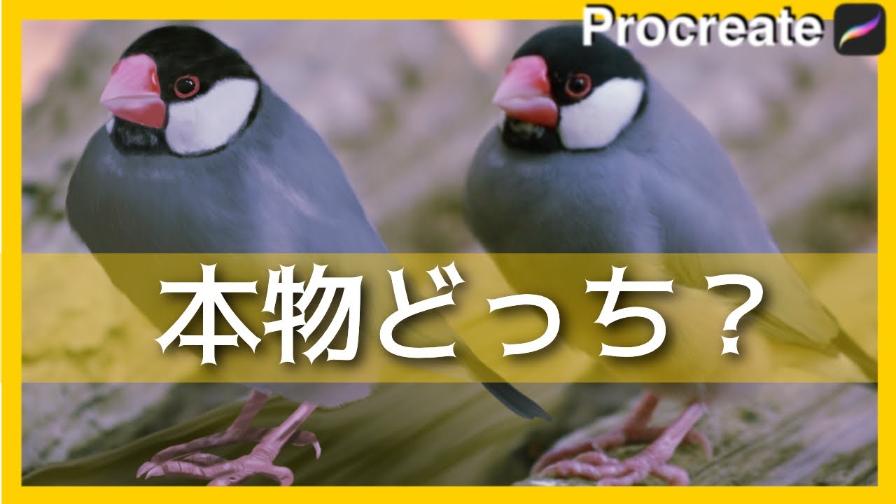 Procreate 5x Beta リアルな桜文鳥 無料ブラシだけでそっくりに描ける 実は簡単な方法が プロクリエイト 5x Procreate5x Beta 使い方 描き方 初心者 Bird Youtube