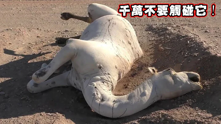 在沙漠中遇到渴死的的駱駝為什麼不能碰？如果碰了後果會很嚴重！ - 天天要聞