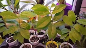 Elen S Adenium pluS