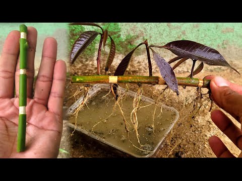 How To Grow Mango Tree From Cutting Very Unique Techniques - YouTube
