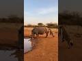 Rhino's Gross Surprise Stuns Curious Hyena! 🦏💥 / 코뿔소의 역습에 놀란 하이에나! / サイの逆襲にハイエナ仰天! Caught on Cam!! 🎥