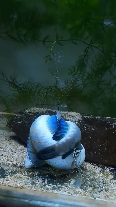 kawin ikan chana pulchra #shortvideo