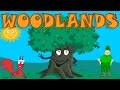 Forest Life and Tree Ecology Quiz