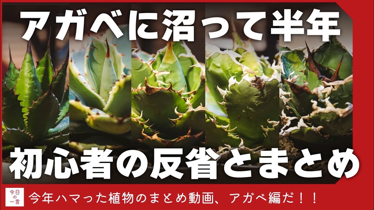 増えすぎ】アガベにハマって半年たった初心者のまとめと反省【アガベ