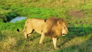 WHAT A JOY IT WAS FOR ME TO MEET A GIANT LION AT CLOSE RANGE OF 2 METERS: AN AMAZING WILDLIFE MOMENT