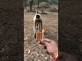 Langur Takes Biscuit and Candy from Hand | Cute Monkey Moment in Forest 🐒🍪