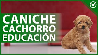 ¿Cómo educar o ENTRENAR a mi CANICHE cachorro o adulto en casa?