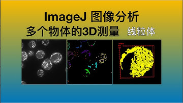 『超实用』ImageJ图像处理 - 测量多个3D物体方法 - 线粒体示例