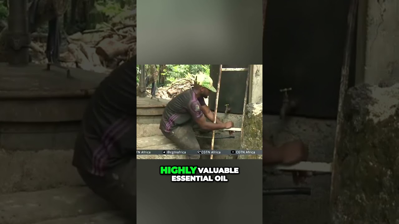 Ylang Ylang in the Comoros: The Fragrance Journey 🌿