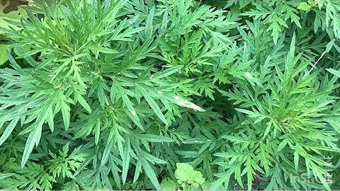 V87 Ngâm CHÂN bằng lá NGẢI CỨU có tác dụng | sống khoẻ tự nhiên