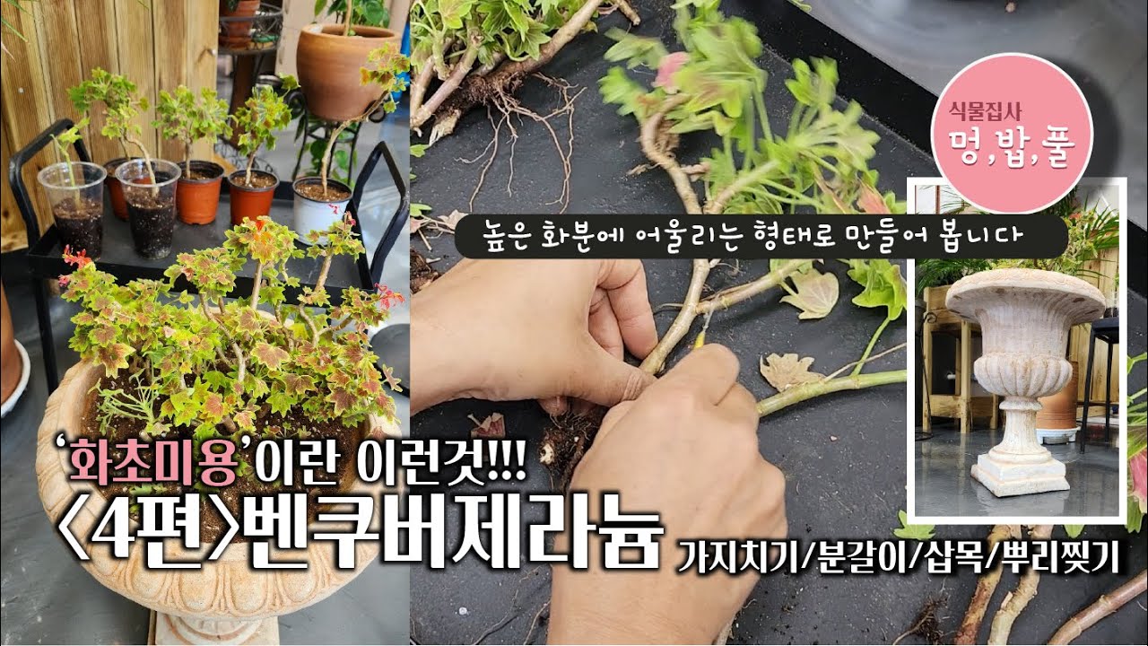유럽제라늄,밴쿠버 제라늄,흙갈이,삽목,뿌리찢기 등등 새로운 리세팅 화초미용