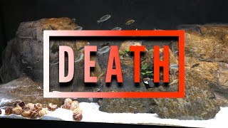 Brown Algae - Diatoms KILL IT NOW OR IT MAY KILL LATER