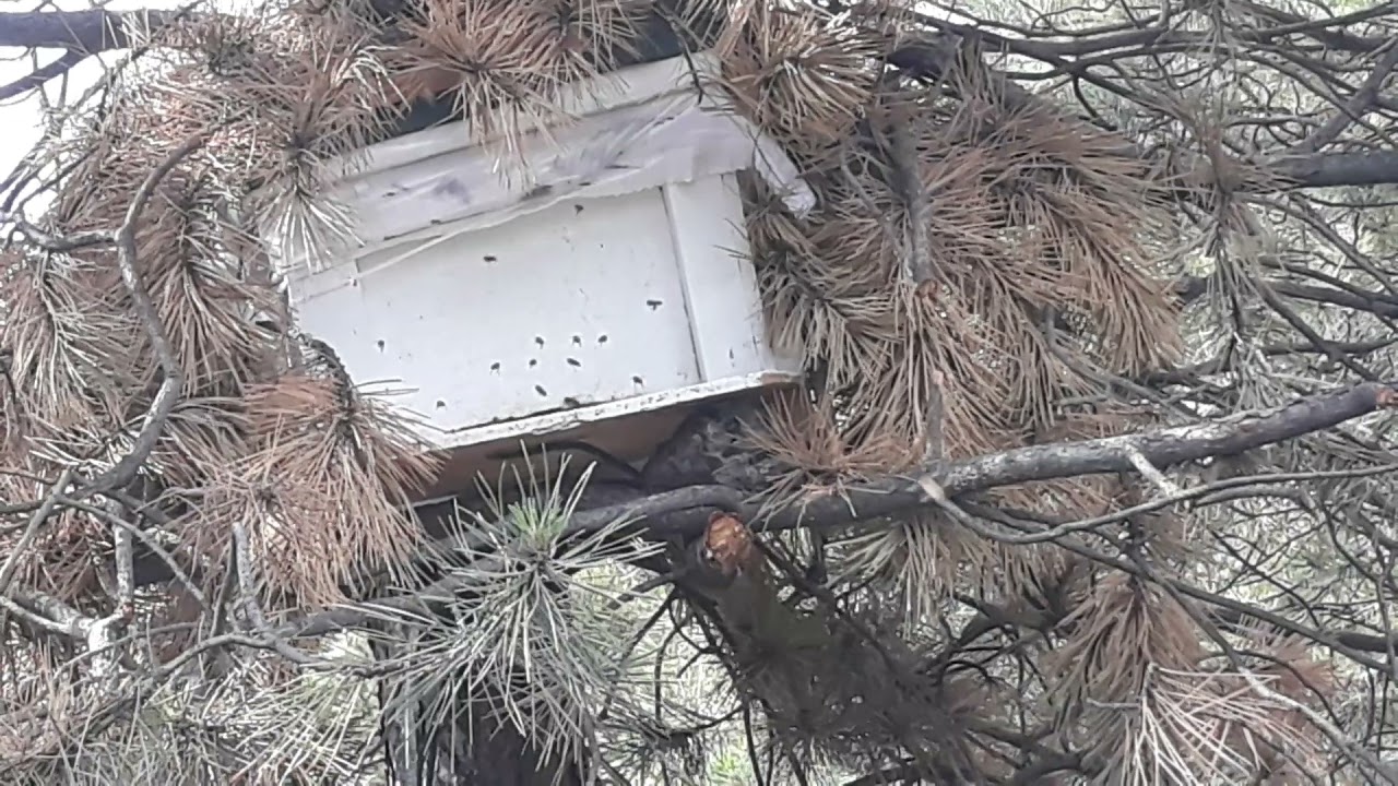 DOĞADA TUZAK KOVANA OĞUL ARI GELMİŞ YİNE BEN  YİNE OĞUL YAKALAMA  8 TEMMUZ 2021 👍👍👍