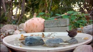 A Winter Wren visits the #birdbath