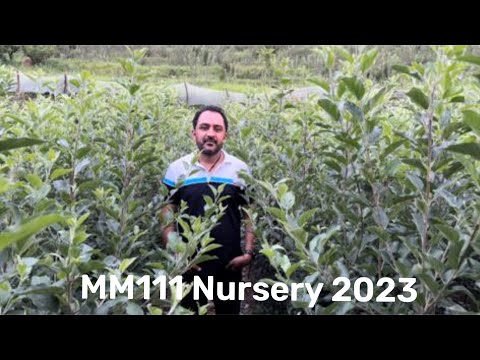 Video: Informace o zrcadlové rostlině – zjistěte, jak pěstovat zrcadlovou rostlinu