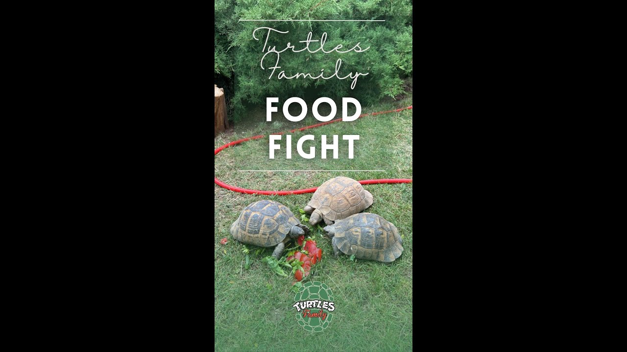 Turtles Food Fight | 