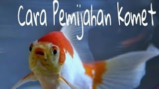 Cara pemijahan ikan komet secara alami(Natural breeding)