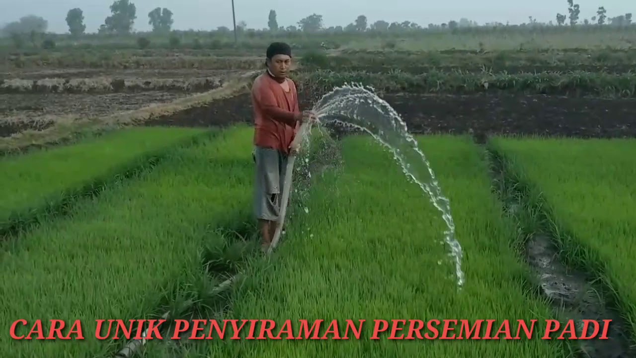 Proses Penyiraman bibit padi pada lahan kering Sistem 