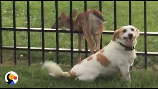 Good Dog Waits With Stuck Baby Deer Until He's Free | The Dodo