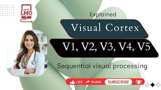 Visual Cortex (V1–V5) Made Easy | Vision Physiology