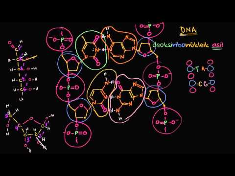 DNA İplerinin Paralel Olmayan Yapısı