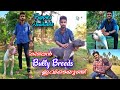 അടിപൊളി American Bullys & Pitbulls ഇവിടെയുണ്ട്! American Bully Malayalam | Pitbull Malayalam |