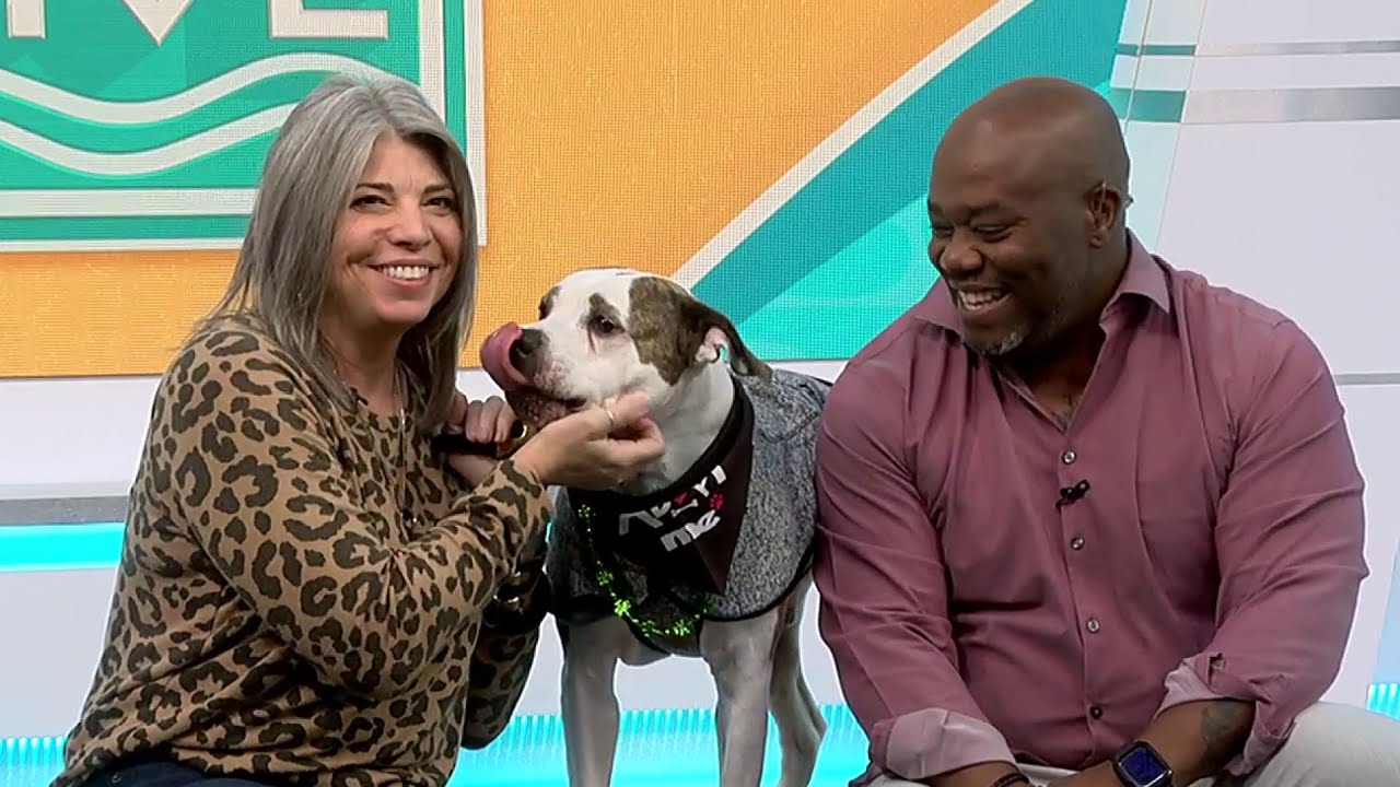 Winston awaits his forever family: A sweet companion ready to make memories