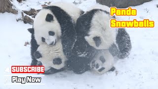 That's Why Pandas Are Called Snowballs | iPanda