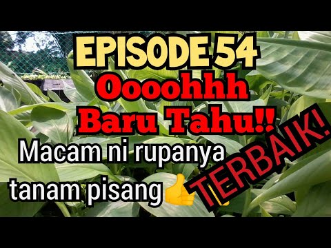 Video: Mebelah Pokok Pisang - Mengasingkan Pokok Pisang Untuk Pembiakan