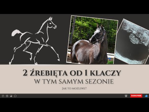 Wybieram ogiery dla moich klaczy