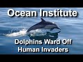 Ocean Institute: Dolphins Ward Off Human Invaders,  Dana Point