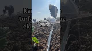 Karacabey Çiftçisi karpuz için tarlaya indi #keşfet #news #maliyet #sonhaber #bursahaber #sondakika