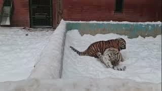 Ussuri And Tayozhka Tiger Cubs