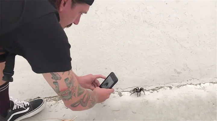 SALBA SHREDS, GARGANTUAN DITCHES AND TARANTULAS! S...