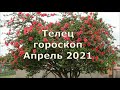 Телец гороскоп на апрель 2021