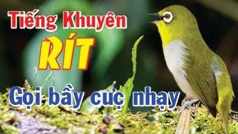 Tiếng Khuyên RÍT Siêu Gọi Bầy Kéo bổi cực kỳ hiểu quả | Khuyên RÍT Cực hay