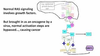 320-2 The Ras Oncogene Its Normal Mitogenic Effects And Cancer