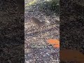 Hunting