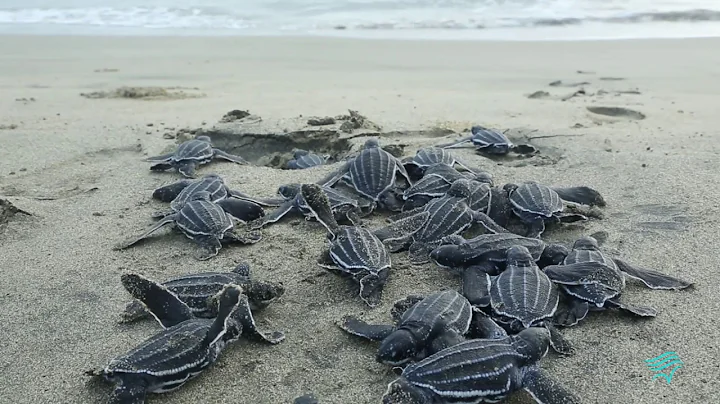 Climate Change Messaging That Works: A Psychological Approach