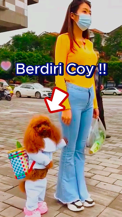 Anjing Lucu Berjalan Seperti Manusia!