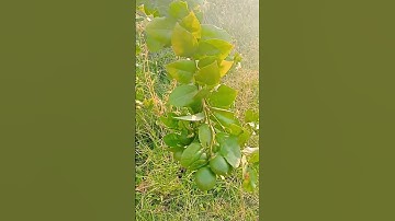 Lemon Plants Fruiting #shorts #shortvideo #youtube #youtubeshorts #satisfying #farmer #lemon #farm