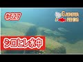 琵琶湖内シロヒレタビラ水中動画！激レア映像やと思ってますｗ