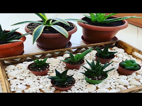 Video: Century Ve Aloe: Fark Nedir? Agave Bitkisi Ile Aloe Vera Arasındaki Fark Nedir?