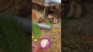 Meerscheinchen beim fressen