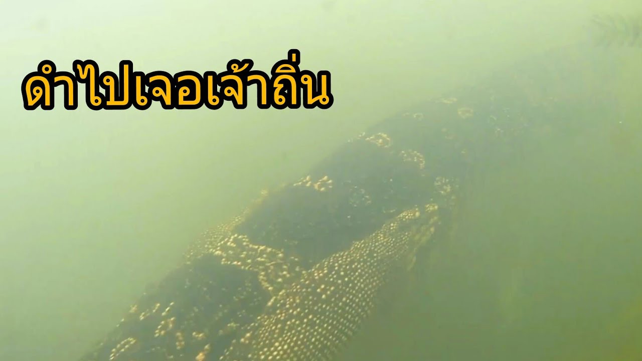 ดำน้ำยิงปลาลำมูล  ep5 ดำไปเจอเจ้าถิ่น