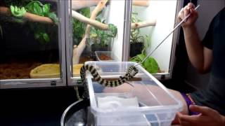 Famous Hatchling Carpet Python Handling - A Grumpy Day 3 Profile